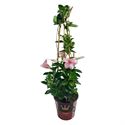 Bild von Kp19 Sundaville Piramide Cream
